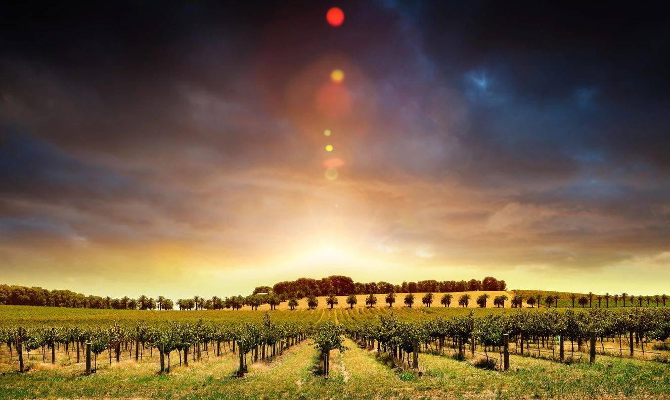 A vineyard with sun setting in the background.